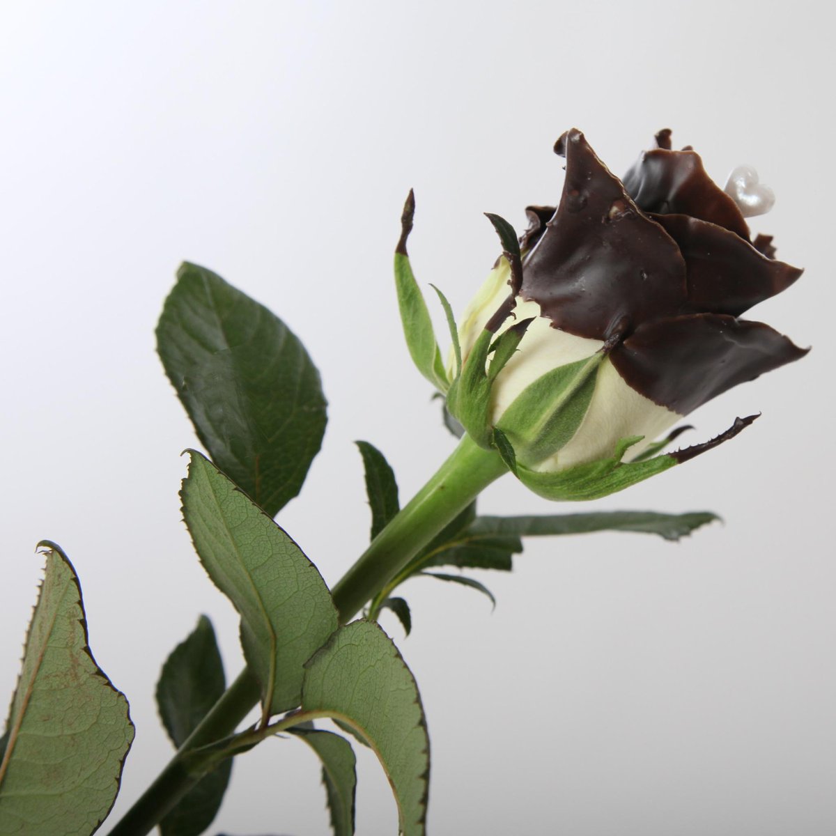 ValentionF's tweet image. #Valentijn ook in onze online shop:
Grootbloemige waxroos met chocolade en een hartenspeld.
valentinoflowershop.nl/valentijnsdag