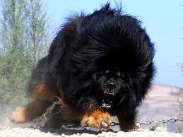 Most Expenslve Dog in World is Tibetan Mastiff with Price Tag of $2 million