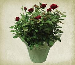 groundskeeperlandscapegroup.com/Blog/post/sust…