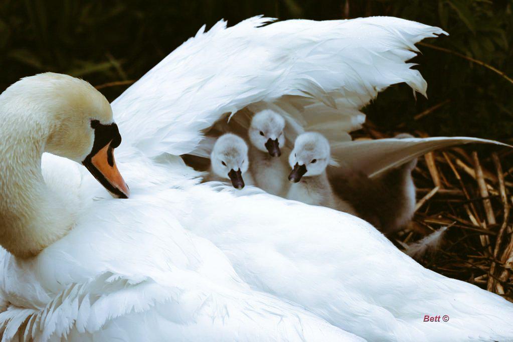 ilzekalninaa's tweet photo. "Mēs cits citam esam doti kā dāvana. Paturēsim to prātā un lietosim to saudzīgi." Tā teic mācītajs Jānis Vanags http://t.co/xb9sMaB2Su