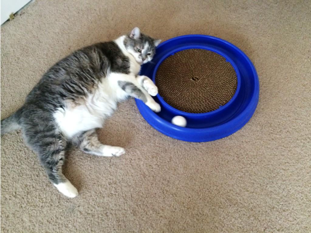 thereal_izzycat's tweet photo. My vet tells me "any movement is good movement" #werkkkkit #meow #CatsOfTwitter http://t.co/y9WsqmCFuK