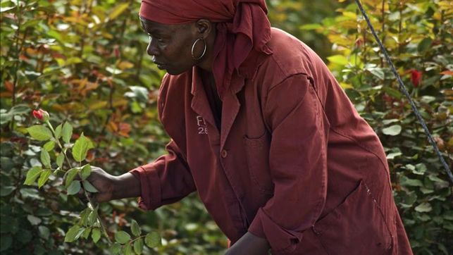 DespiertayLucha's tweet photo. #Kenia, principal proveedor de rosas de San Valentín a Europa
Pagando 3€ x16h trabajo y destruyendo su medio ambiente http://t.co/Y4vHNsR75L