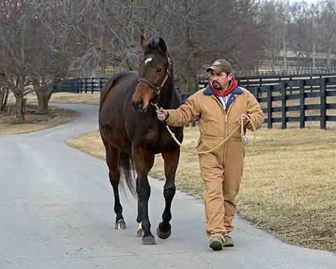 BH_AEberhardt's tweet image. #WinchellThoroughbreds' #FunHouse, dam of #Untapable #PaddyOPrado,  in foal to #Tapit/due April @DJFiske @Tapizaring