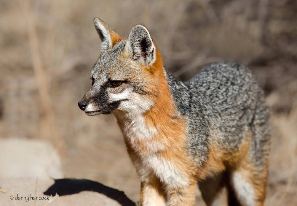 TPWDwild's tweet photo. Gray Fox at Palo Duro Canyon State Park. What a beauty!
http://t.co/afffxl4Mfa http://t.co/NqVIsFHZyK