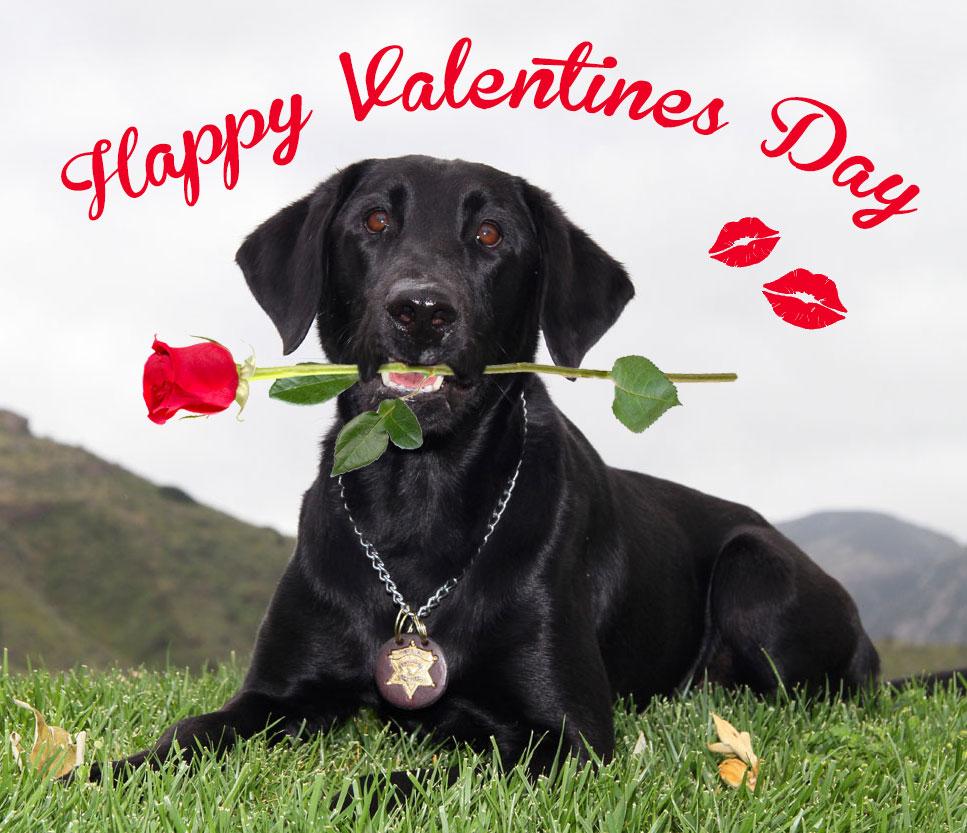 vcsark9's tweet image. Love is in the air!!! Have a great Valentines Day tomorrow! #ValentinesDay  #vcsark9 #sheriffk9 #k9dino #805k9 #dog
