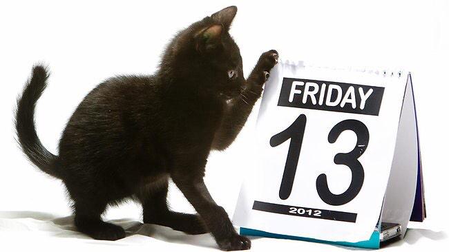 Must be that time again! The perfect day to find a new kitty companion at your local <a href="/humanesociety/">Humane World for Animals</a> #blackcatfriday