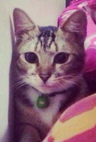 My bonnybon... My lovely cat... Sehat selalu mpus 😘😘😘😘