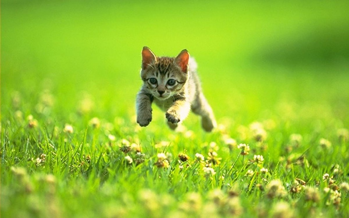 A cat can travel at a top speed of approximately 31 mph (49 km) over a short distance