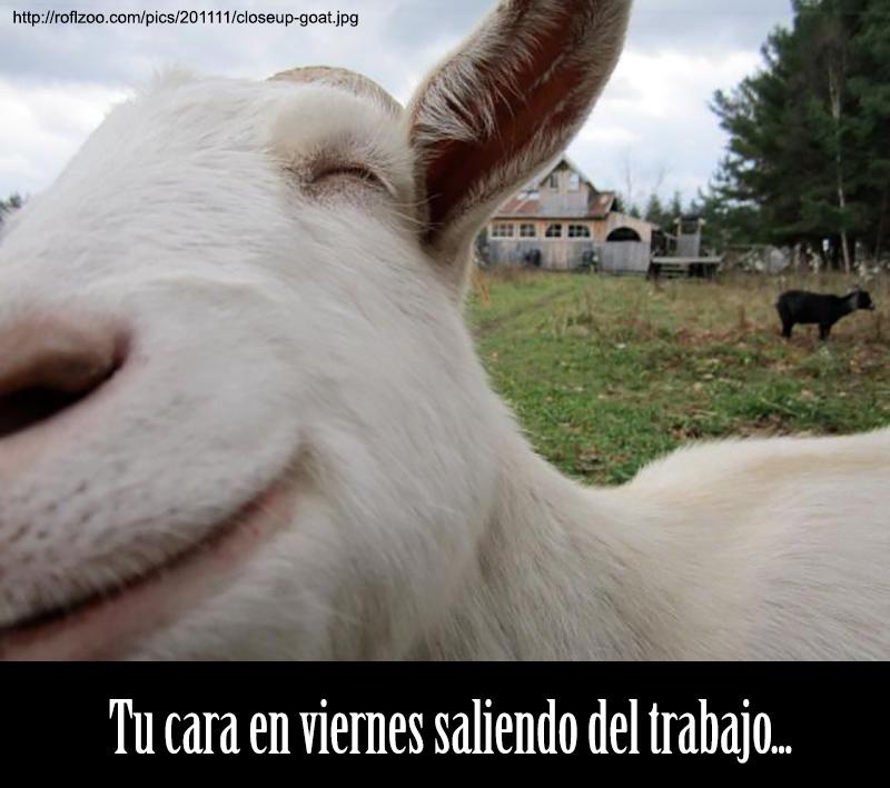 Beee_QuesoCabra's tweet photo. La mejor forma de iniciar un buena día, es con una imagen que te haga sentir especial y listo para dar el cien. http://t.co/B8Weucf1NH