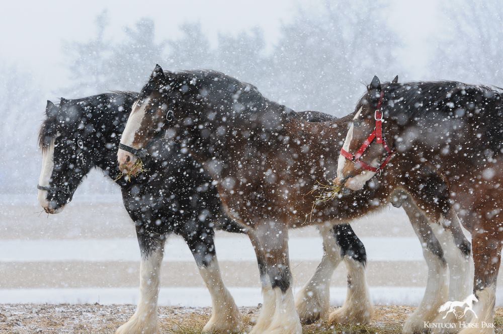 sampleV's tweet image. #clydesdales #winterbeautiful