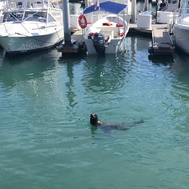 AACabobyBea's tweet photo. Pancho pidiendo de comer. #LosCabos #Cabo #CaboSanLucas #LaMarina #2mares by oswaabad http://t.co/yyKjOGLyaL