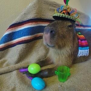 casualcapybara's tweet photo. Guess whos quienceniera is coming up😉😉 http://t.co/NOOChiKkHC