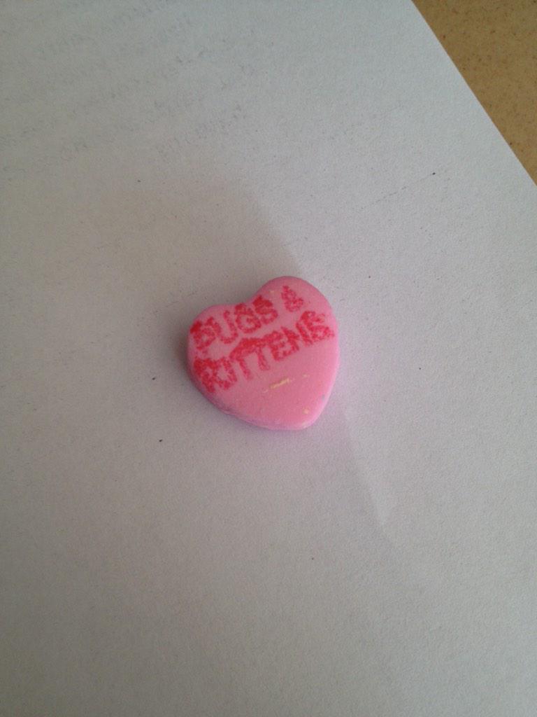 EmilySausman's tweet photo. The closes thing to my valentine #bugsandkittens http://t.co/BP66q3pkfT