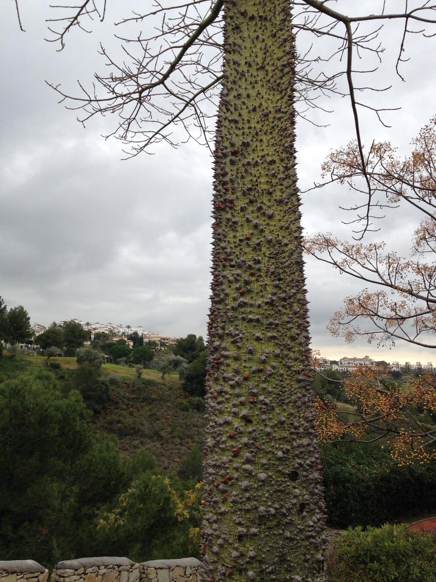 FibrexNurseries's tweet photo. Ok #horti-tweeps... any one got any ideas what this tree is please? I'm flumoxed! http://t.co/mOP2oOwYQz