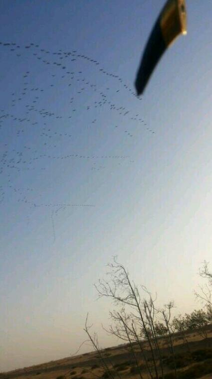 y203164's tweet photo. كلها أيام وتزين المرامي
ياربعنا يامرهمين المواصير

ماودنا بالبط ولا الحمامي
نبي الكرك اللي يغث المداوير http://t.co/APKVuWqsOF