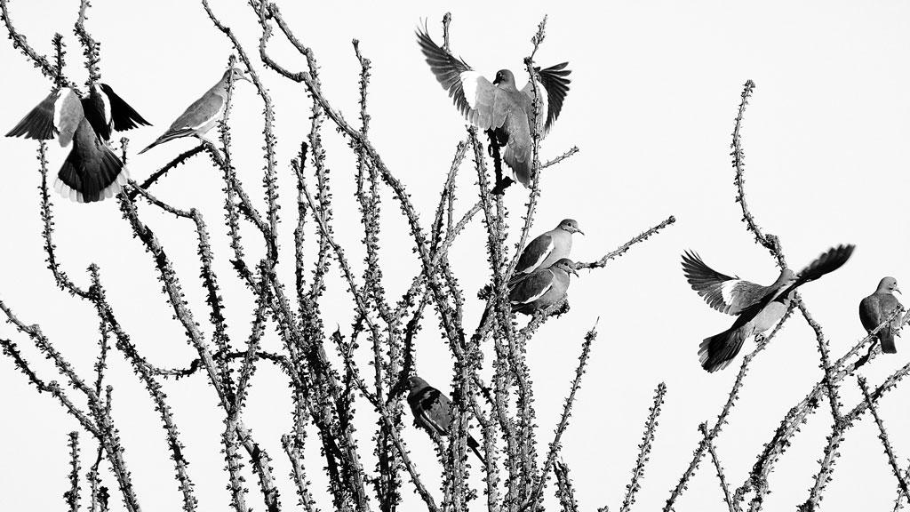 pbconstant's tweet image. @RedRiverPaper &quot;Doves and Ocotillo&quot;, printed on Aurora Art, won 1st in BW div of @Anza_Borrego Desert &apos;15 contest!