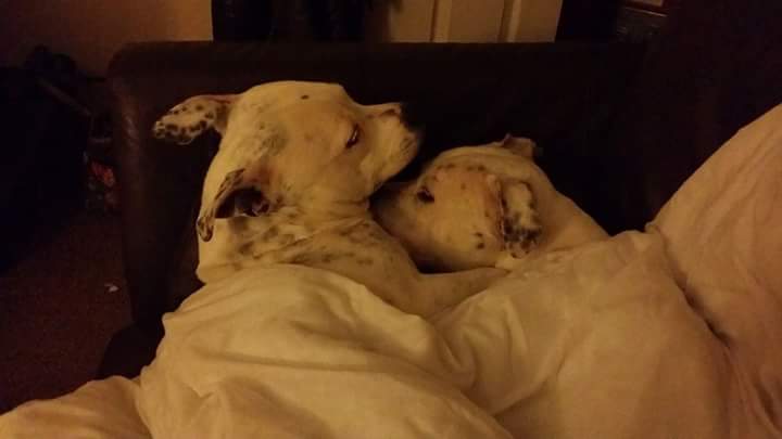 staffiewalking's tweet photo. Looking after the patient :) x http://t.co/YguphauyPQ