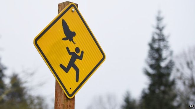 BBCNorthAmerica's tweet image. Angry owl signs put up in Oregon park after attacks on joggers bbc.in/1Ax6b2a