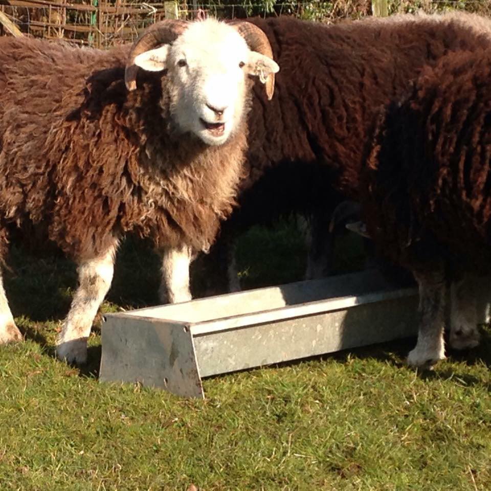 ISOTheGoodLife's tweet photo. One of the bigger tup lambs giving us a cheeky smile in the sunshine today #herdwick #insearchofthegoodlife http://t.co/5SJGmY8Dgx