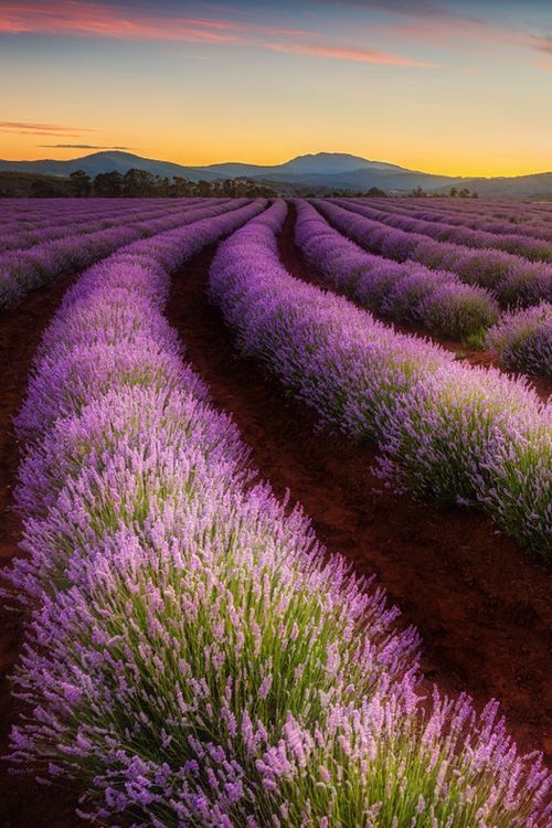 Postalesdecampo's tweet photo. cultivo de lavanda! #postalesdecampo http://t.co/Vb1Ik7v6kO