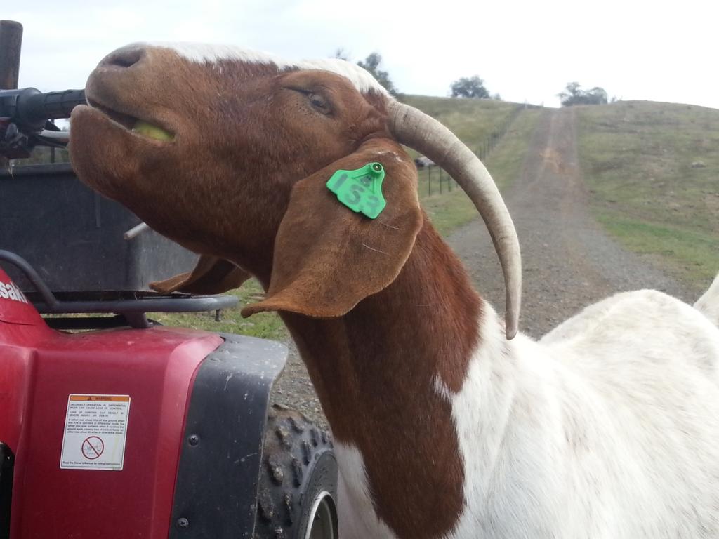 KaylenBoers's tweet photo. Moira lovin it! #boergoat #apples #bossgoat http://t.co/Jufk2BJ4Xw