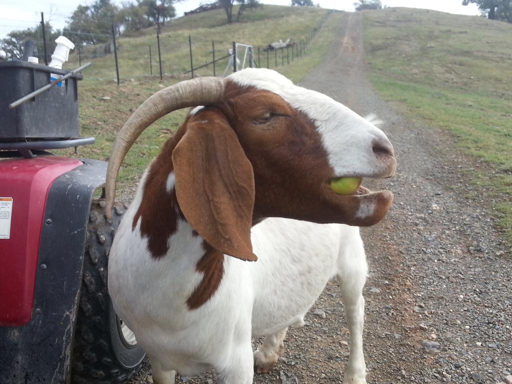 KaylenBoers's tweet photo. Moira lovin it! #boergoat #apples #bossgoat http://t.co/Jufk2BJ4Xw