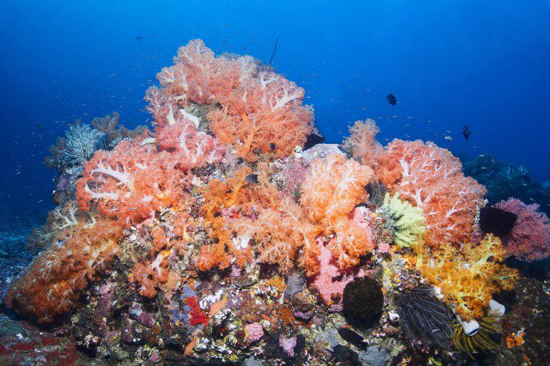 First two days of trip at Murex Manado. Amazing hard and soft corals! Off to Lembeh Resort <a href="/critterslembeh/">crittersLembehResort</a>