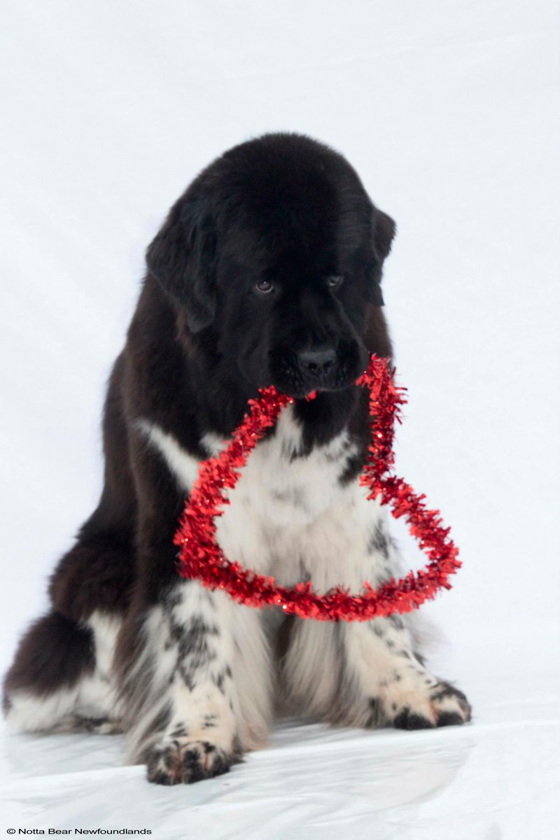 ORIJENPetfood's tweet photo. This #SixFish #ORIJENdog wants to wish you a Happy #ValentinesDay! #ORIJEN http://t.co/nfILbKp9kA