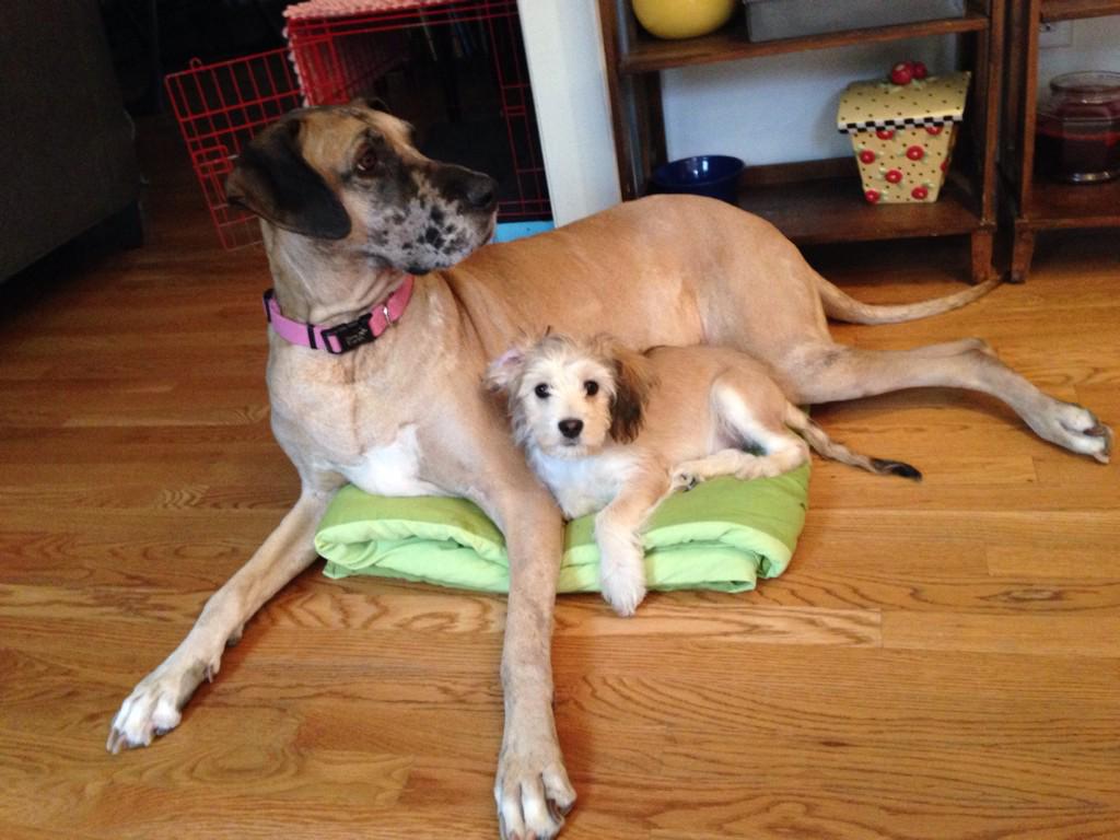 upsidediy's tweet photo. Are you my mommy? @EvanTheDog #greatdane #muttsareawesome http://t.co/WBV5hU00vp
