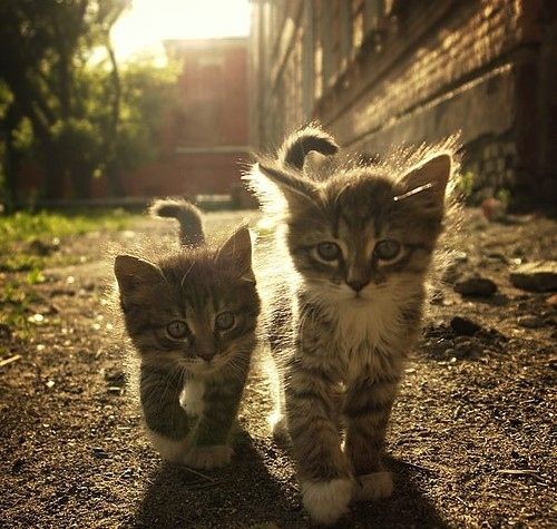 LuvKittensDaily's tweet photo. On the prowl http://t.co/ZQ4YnwHESs