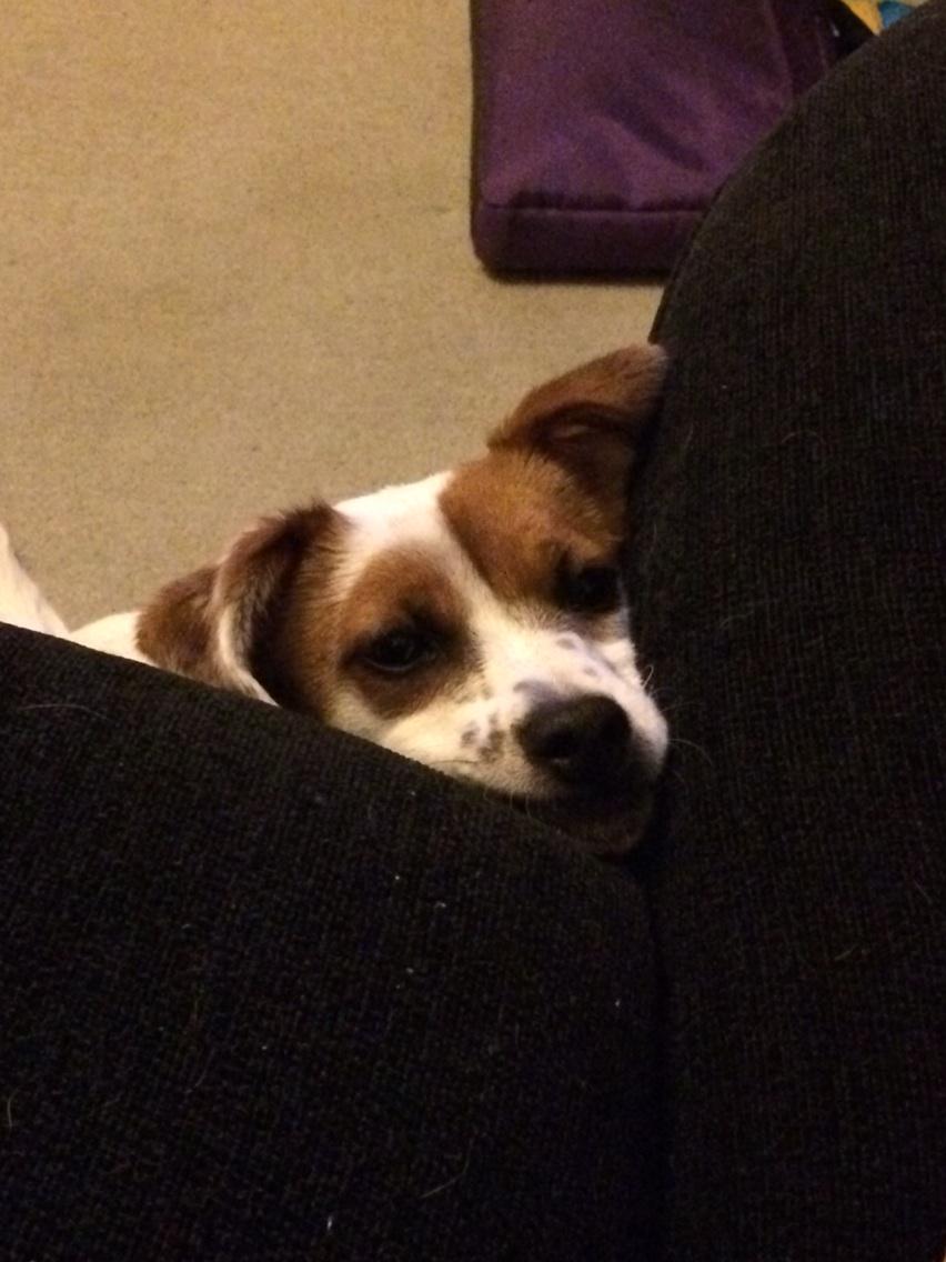 RhysWhiteside's tweet photo. I think someone wants to come up on the sofa http://t.co/ZA6qQPyfZ4