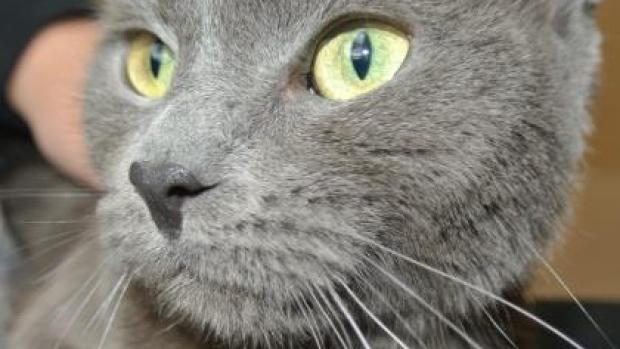 grey cats for adoption