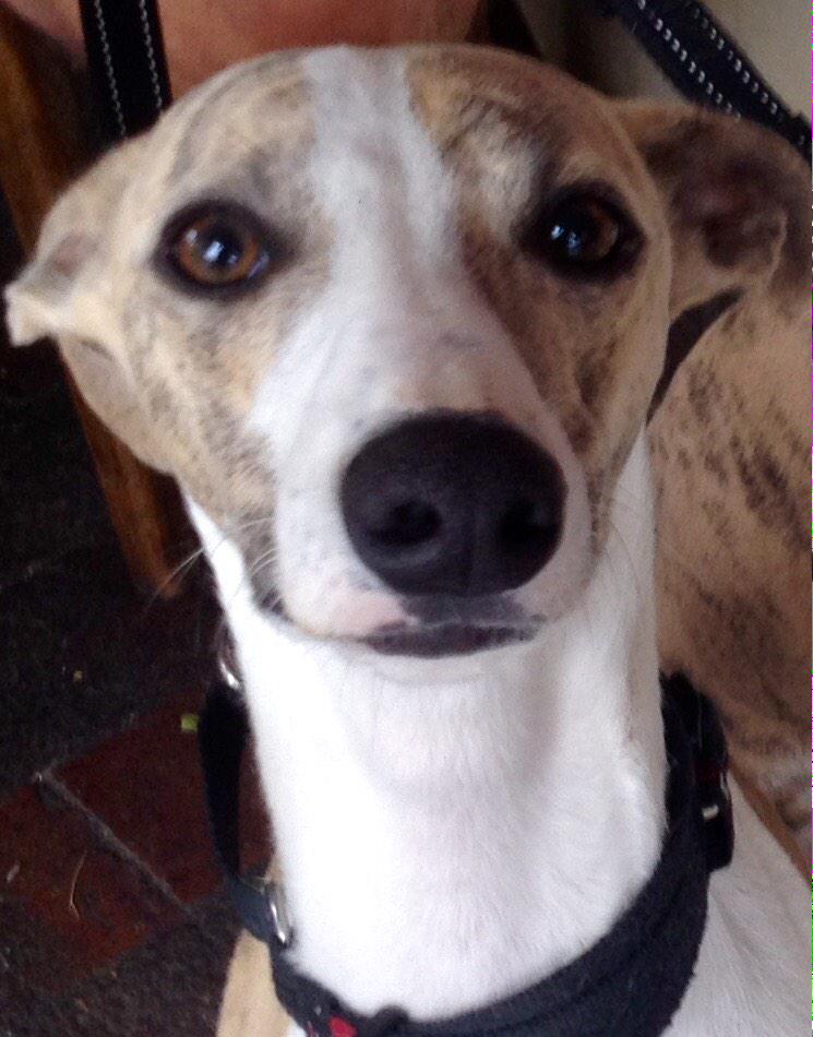 SurepickRatings's tweet image. How could you not back this one ? 2x  $2000 trifectas mapped out already @SurepickRatings surepick.com.au