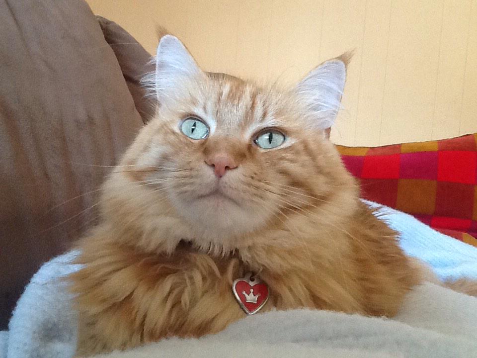 ovaldiamond's tweet photo. .@anamariecox 

#EarDay, you say?

Sunny wants to show off the lynx points at the top of his ears. http://t.co/W0ciSxlZ0b