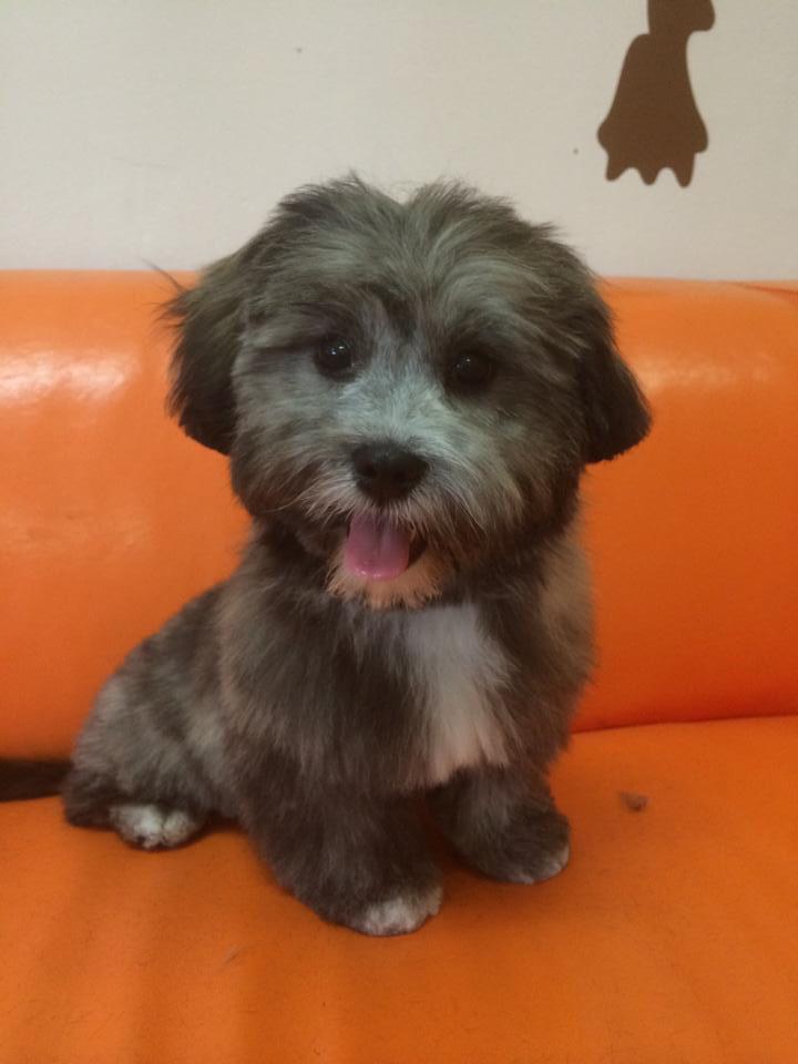 StavroulaA1985's tweet photo. Frankies new hair-doooo 🐶 think this kid worked the camera 👊 http://t.co/8ra2tEQxTv