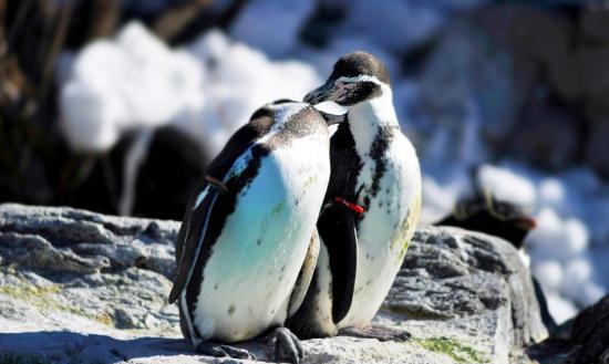 東京ズーネット 公式 葛西臨海水族園のフンボルトペンギンはオスもメスも2 5歳で繁殖を開始 寿命は年以上 15年以上も関係を続けるカップルも少なくないんですよ Http T Co Lmgcsc84da