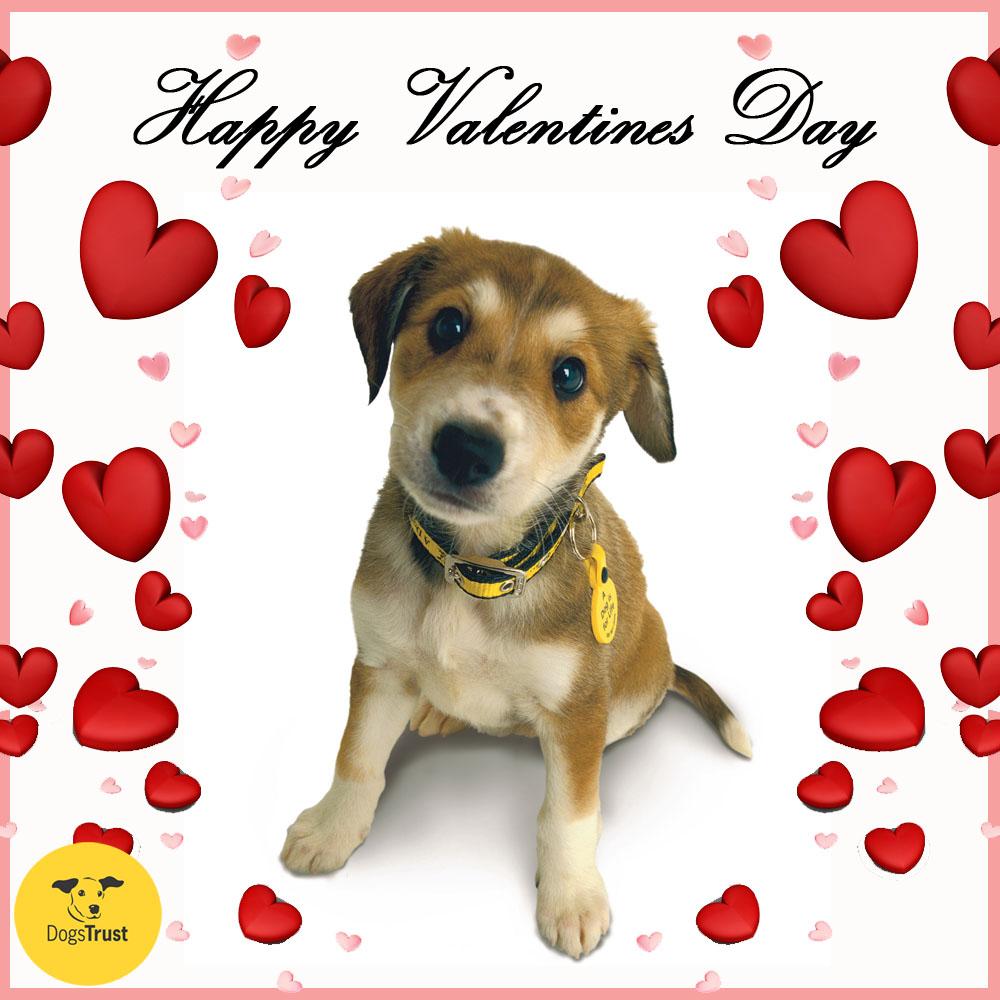 Dogs Trust On Twitter Happy Valentines Day From Each