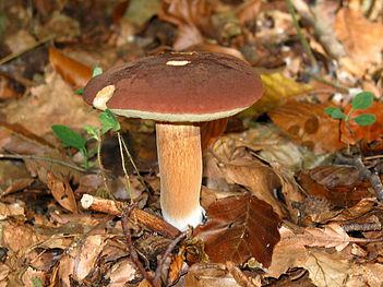 paideiaTV's tweet image. Boletus badius (bay bolete), is an edible, pored #mushroom found in Europe and North America en.wikipedia.org/wiki/Boletus_b…