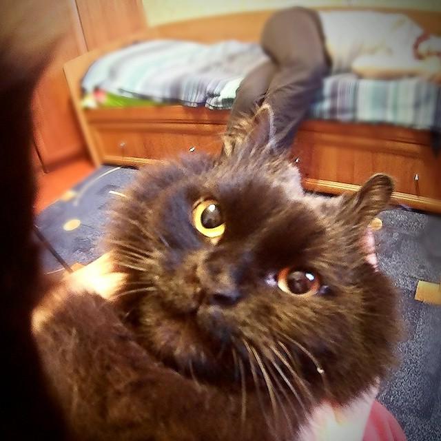 Love me a good #selfie #RT Котосэлфи😸#кот #черныйкот #любимцы #селфи#cat#xaxakot