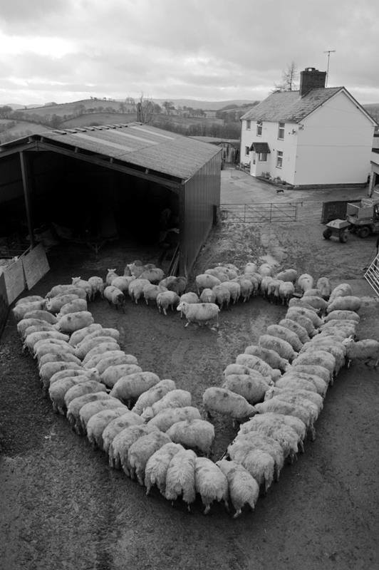 harefarm's tweet photo. Love is in the troughs. Happy #ValentinesDay #lovefarming #sheepoftheweek http://t.co/3LLV3XTAmN