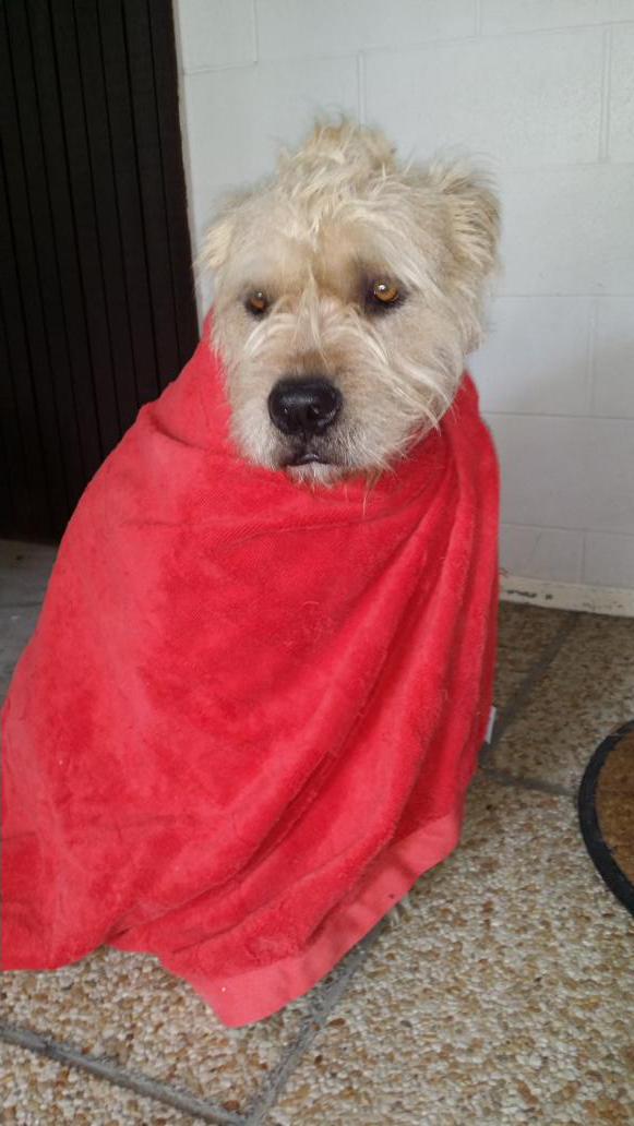 Deanogormano's tweet image. So I post photos of my dog.. I'm that guy