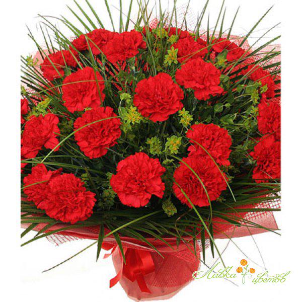гвоздика диантус красная. гвоздика дарят на день рождения. гвоздика на 23 февраля. подарили гвоздики на день рождения. подарили гвоздики на день рождения.