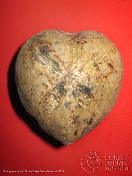 PliosaurKevan's tweet image. Happy #ValentinesDay @DorsetMuseum #LoveFossils: Micraster #SeaUrchin #Blandford #Dorset jurassiccoast.org/fossilfinder/d…