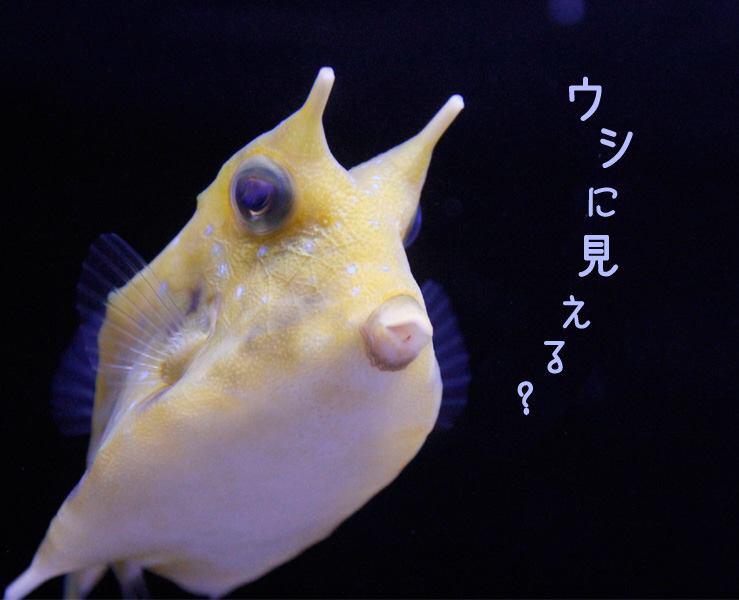 すみだ水族館 公式 変わった顔のコンゴウフグ 英語では Longhorn Cowfish 長い角の牛魚 なるほど 確かに顔がウシっぽい ですが 本当はフグの仲間で 頭の角に見える部分は棘なんです 何かを感じるアンテナにみえますが Http T Co