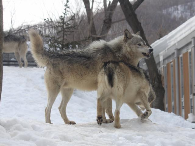 オオカミの繁殖期について