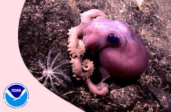 noaaocean's tweet image. Just ask any cephalopod: three hearts are better than one! Happy #ValentinesDay: 1.usa.gov/1CjcKUS @NOAA