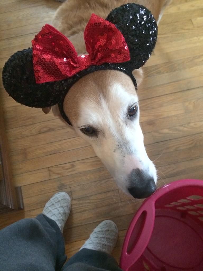rachelpizzulli's tweet photo. My dog takes on another holiday #muchfestive #veryvalentine http://t.co/rKgo0DpRlX
