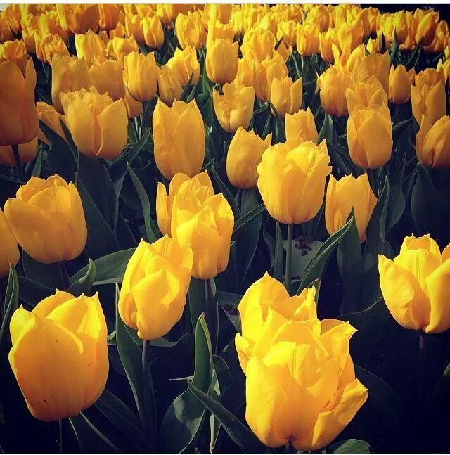 Bambshell1's tweet image. Happy valentines to all the ladies in the world