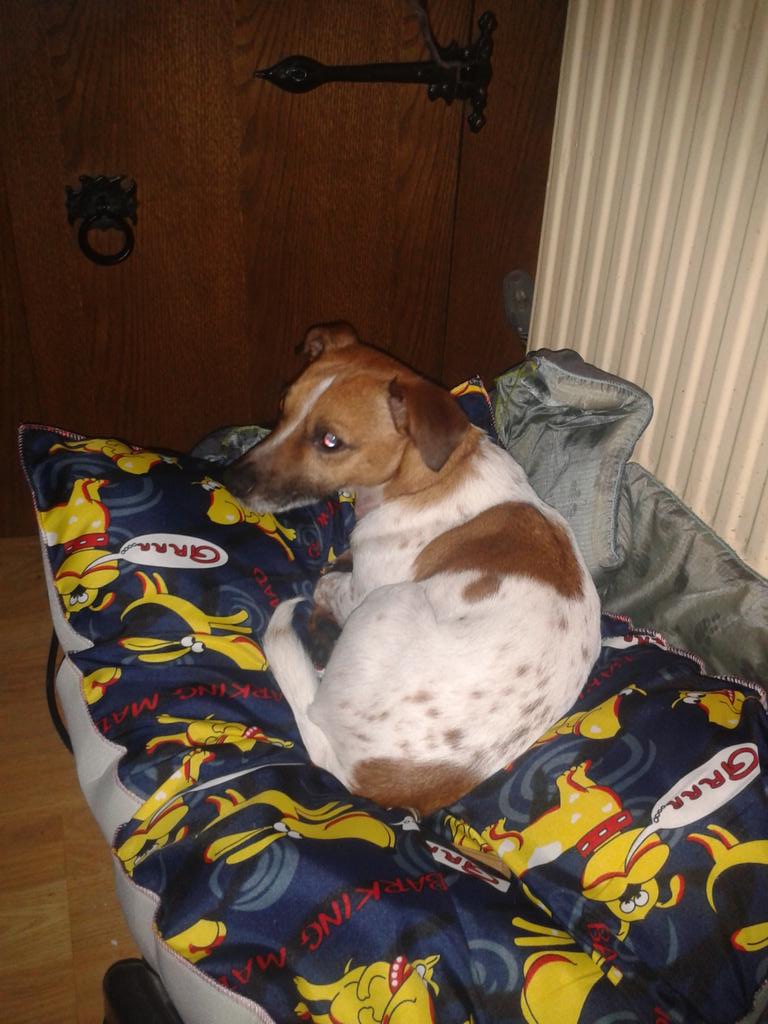 PEOPLE OF FENTON &amp; LONGTON MY DOG HAS GONE MISSING - HIS NAME IS ALF - I'M BEGGING YOU :( #SCFC #PVFC #Stoke