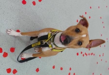 DT_MANCHESTER's tweet image. Dede has had her moment in the spotlight on Valentine&apos;s Day but is still looking for love @DogsTrustPR  #pawfectmatch